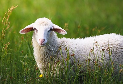 Schaf für Schurwolle steht auf Weide